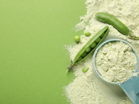 What is plant protein and why is it important for your diet?